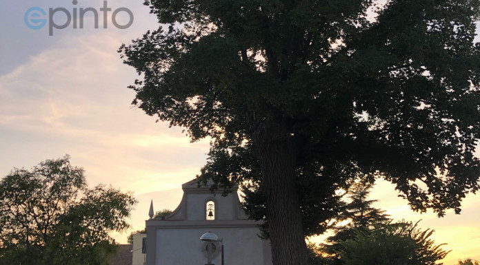 El olmo del Cristo: crónica de un superviviente